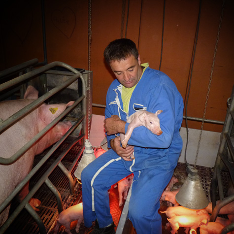 SCEA de Loslerie : éleveur de cochons à Beslon près de Villedieu-les-Poêles & Vire