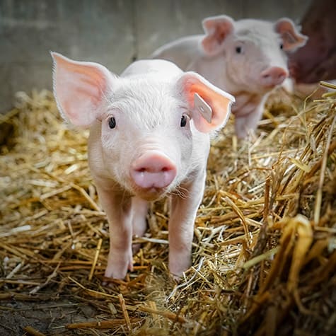 SCEA de Loslerie : élevage de porcs à Beslon près de Villedieu-les-Poêles & Vire