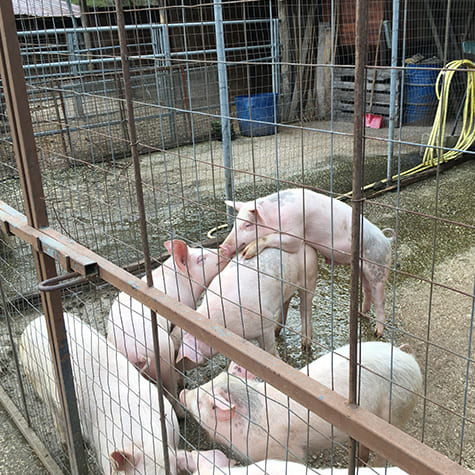 SCEA de Loslerie : producteur de porcs à Beslon près de Villedieu-les-Poêles & Vire