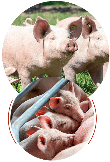 SCEA de Loslerie : vente directe à la ferme viande de porc à Beslon près de Villedieu-les-Poêles & Vire